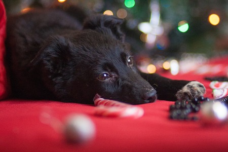 Christmas dog concept. Black dog. Puppy animals. New year decoration holiday. Christmas bauble happiness.の写真素材