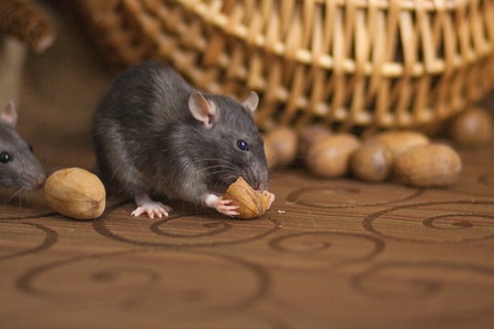 The concept of a mouse thief.の写真素材