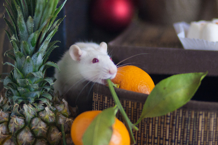Rat and fruit.の写真素材