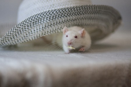 Light mouse in the head accessory.の写真素材