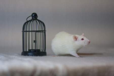 White mouse with a cage.の写真素材
