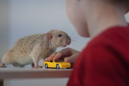 Mouse and boy. Friendship between child and animal. Beige rat on the table.のeditorial素材