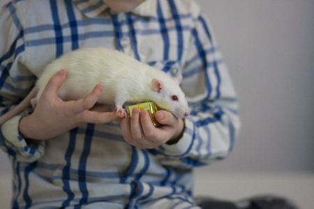 A little boy is holding a white rat. Mouse on the palm close up. Man plays with animals.の写真素材