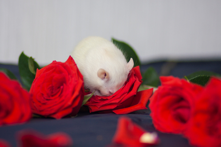 flavor concept. A white rat sniffs a flower. Mouse with red roses. Pets decorative animals.の写真素材