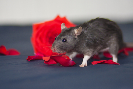 The concept of the gift of flowers. Give red roses. Gray mouse on the background of petals.の写真素材