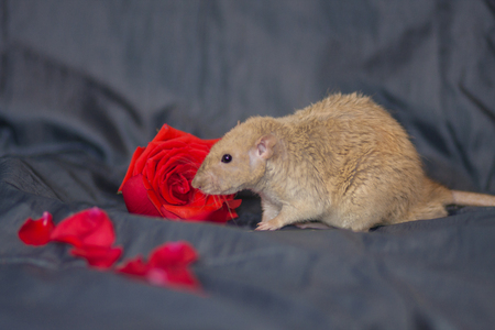The concept of a romantic gift. Rat with a red rose. Mouse on a background of flowers.の写真素材