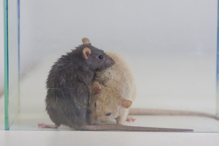 Friends concept. Rats are playing. Mice sniff each other.