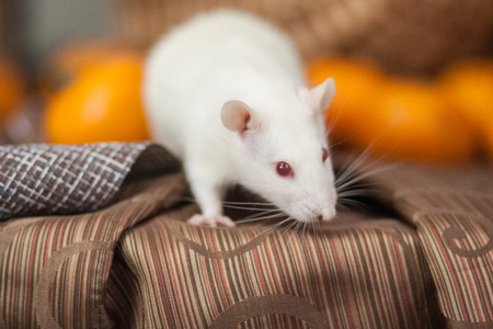 White mouse on the New Year's table. New Year's rat. White rat and mandarins.の写真素材
