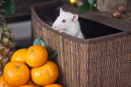 Mouse in the box. Decorative animals. Festive rat. White mouse. White rat.の写真素材