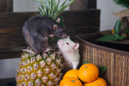 The concept of abundance and wealth. White mouse with fruit. Gray rat with food. Decorative animals.の写真素材