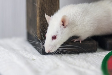 White mouse under the table. White rat. Decorative animals. The rat ran away. Mouse sniffs.の写真素材