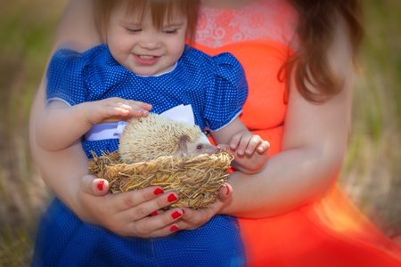 The child touches the spines of the hedgehog. Little girl playing with a pet. African dwarf rodent in a basket.の写真素材