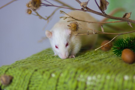 White rat on a green background. ,Decorative pet. Mouse on grass.の写真素材