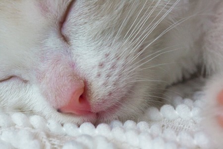 Muzzle sleeping cat close-up. Kitten sweet sleeping. The animal is resting.の写真素材