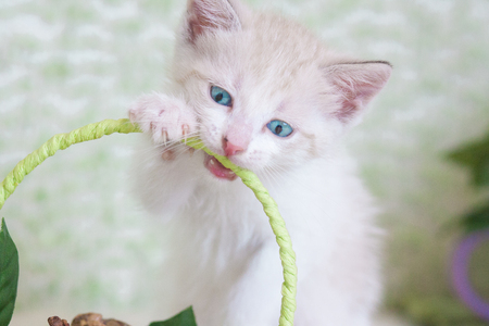 Healthy teeth concept. Kitten nibbles. Cat bites. The animal sharpens its teethの写真素材