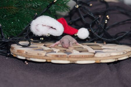 Christmas animals. Newborn baby rats on a Christmas background. Mouse baby near the tree.の写真素材