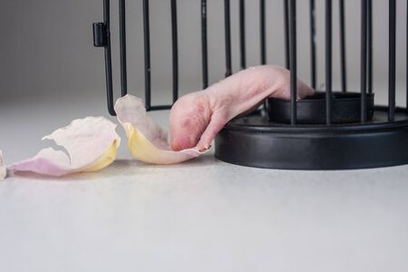 A rat cub crawls out of the cage. Newborn baby mouse. Bald little rodent. Decorative animals.
