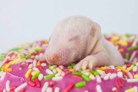 The concept of yummy. A newborn baby mouse sits in a donut. Little rat with sweets.Decorative bald rodent. Animals with food.の写真素材