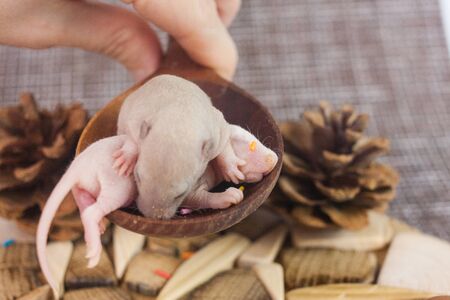 The concept of live food. Little mice lie in a spoon. Newborn baby rat closeup.の写真素材
