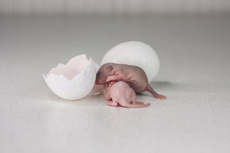 Hatching concept. Newborn rats hatched from eggs. Little bald young cubs.の写真素材