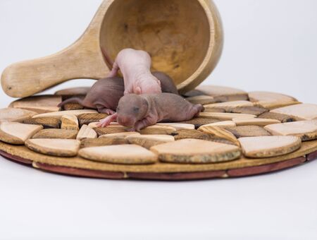 Cubs rats close-up. Newborn mice with closed eyes. Bald blind rodents.の写真素材