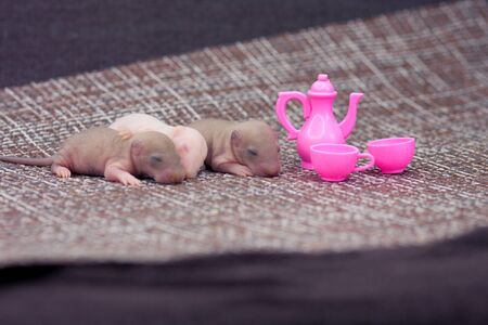 The concept of a mouse tea party. Little rats with baby dishes. Newborn rodents with toys.の写真素材