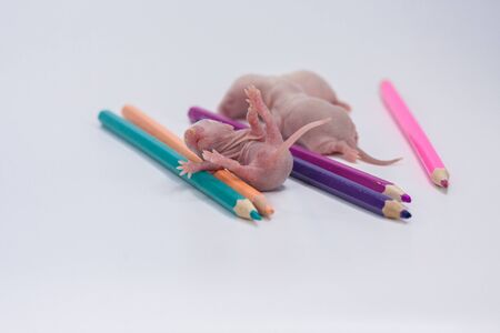 The concept of children's creativity. Little mice with color pencils. Newborn rat cubs with office supplies.の写真素材