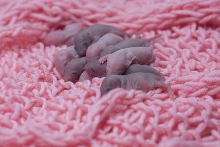 Newborn baby rats are sleeping. Mouse children lie on a pink blanket. Little bald blind rodentsの写真素材