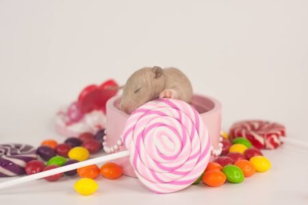Birthday concept. Festive rat with candy. Mouse in a pink box with sweets. Newborn rodent.の写真素材