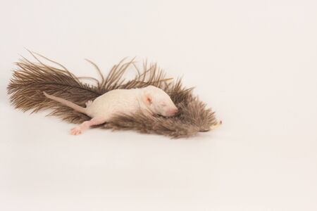 The concept of tenderness. The rat lies on the feather. Little mouse sleeps on the bird's feather. Newborn baby rodent closeup.の写真素材