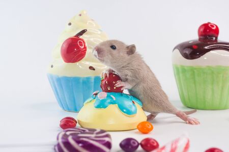 The concept of the occasion. Rat with colorful sweets. Mouse with colorful cupcakes. Decorative rodent on multicolored background close-up.の写真素材