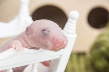 Newborn blind rat cub closeup. Mouse child sits in a child's cot / crib. Little bald rodent.の写真素材