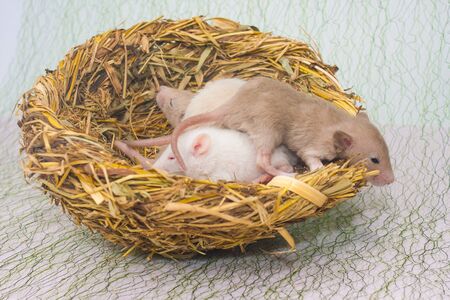 The concept of the family nest. Newborn mice lie in the nest. Small children rats closeup.の写真素材