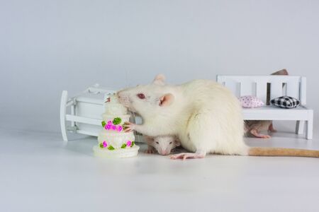 Rat eats cake. The mouse bites a beautiful cake.の写真素材