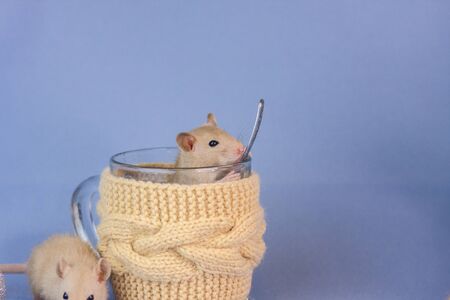 The mouse sits in the New Year's circle. Festive animals close up. Rat on a Christmas background.の写真素材