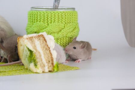 Rats on the background of sweets. Mice eat cake. Rodents with dishes.の写真素材