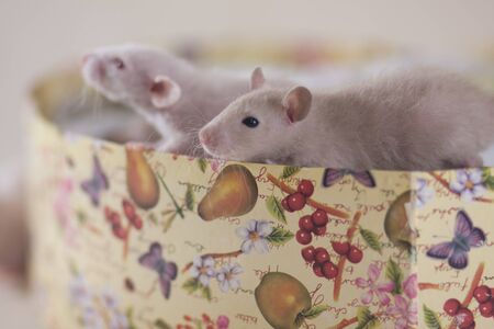 Bright mice sit in a gift box. Beige mice are in a beautiful multi-colored box. Decorative rodents...