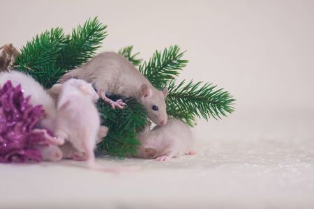 Mice sit on the green branch. Rats on the background of the Christmas tree. Festive decorative rodents closeup.の写真素材