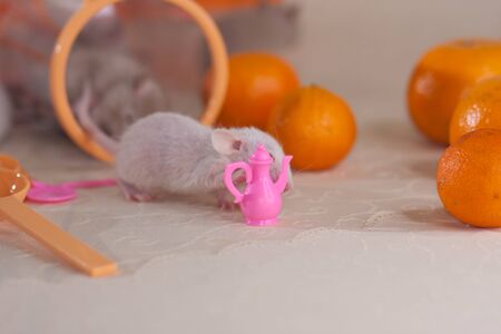 White mouse on the background of kitchen utensils. The rat is sitting on the kitchen table. Decorative rodent closeup.の写真素材