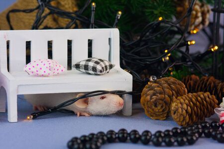 New Year's animals. A rat sits under a small bench on the background of the Christmas tree. Mouse on a festive background.の写真素材
