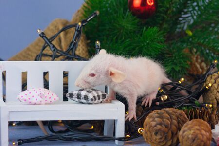 Festive animals close up. White mouse on the background of the Christmas tree. Decorative rat with decorations.の写真素材