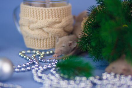 The mouse sleeps on a New Year's background. A rat lies under the Christmas tree. Decorative animals close up.の写真素材