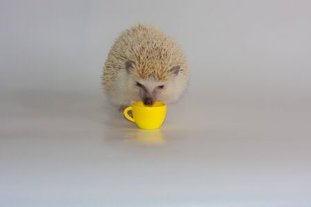 A little hedgehog drinks from a yellow mug. The decorative rodent eats. Domestic rodents closeup.の写真素材