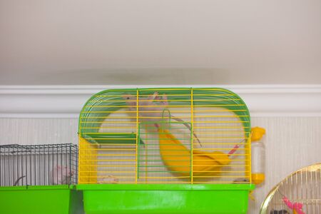 A rodent crawling around the cage. The mouse scrambles across the trellis. Decorative rat in a green house.の写真素材
