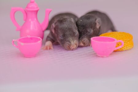 The concept of childhood. Little newborn mice on the background of toy dishes. Cubs rats close-up.の写真素材