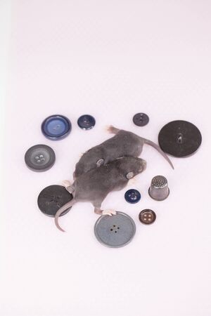 The concept of miniature. Little newborn rats lie on the background of buttons. Blind rat cubs closeup.の写真素材