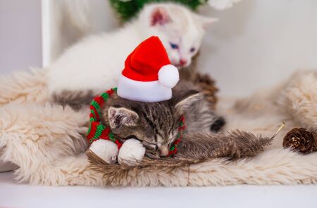 Christmas seals. A cat in a Christmas hat is sleeping. Domestic holiday pets close-up.