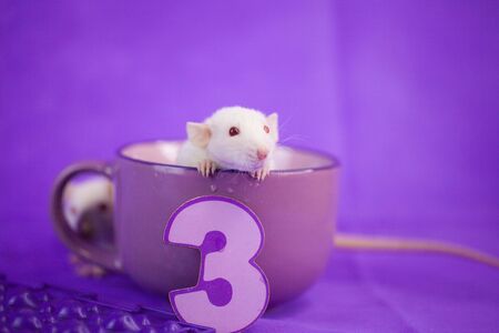 Holiday concept. The mouse sits in a large mug. Rat with candles for the cake in the form of the number 3.の写真素材