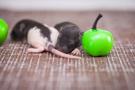 The concept of defenselessness. Small newborn rodents closeup. The young rats are sleeping. House mice.の写真素材
