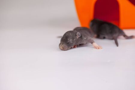 Newborn little blind rats close-up. Baby cubs are sleeping. Decorative rodents.の写真素材